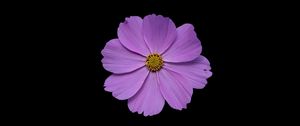 Preview wallpaper cosmos, flower, petals, purple, macro, black background