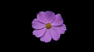 Preview wallpaper cosmos, flower, petals, purple, macro, black background