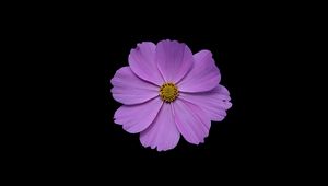 Preview wallpaper cosmos, flower, petals, purple, macro, black background