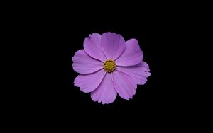 Preview wallpaper cosmos, flower, petals, purple, macro, black background