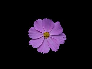 Preview wallpaper cosmos, flower, petals, purple, macro, black background