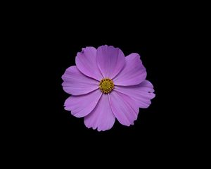 Preview wallpaper cosmos, flower, petals, purple, macro, black background