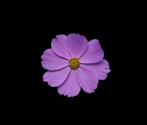 Preview wallpaper cosmos, flower, petals, purple, macro, black background