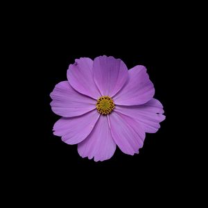 Preview wallpaper cosmos, flower, petals, purple, macro, black background