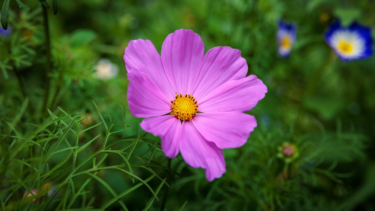 Wallpaper cosmos, flower, petals, pink, grass