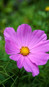 Preview wallpaper cosmos, flower, petals, pink, grass