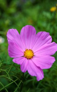 Preview wallpaper cosmos, flower, petals, pink, grass