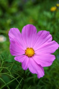 Preview wallpaper cosmos, flower, petals, pink, grass