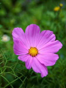 Preview wallpaper cosmos, flower, petals, pink, grass