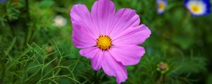 Preview wallpaper cosmos, flower, petals, pink, grass