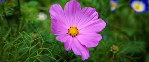 Preview wallpaper cosmos, flower, petals, pink, grass