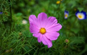 Preview wallpaper cosmos, flower, petals, pink, grass