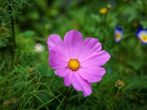 Preview wallpaper cosmos, flower, petals, pink, grass