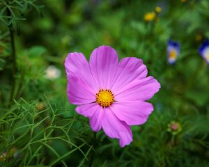 Preview wallpaper cosmos, flower, petals, pink, grass