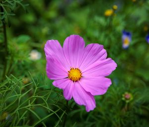 Preview wallpaper cosmos, flower, petals, pink, grass