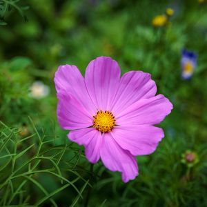 Preview wallpaper cosmos, flower, petals, pink, grass