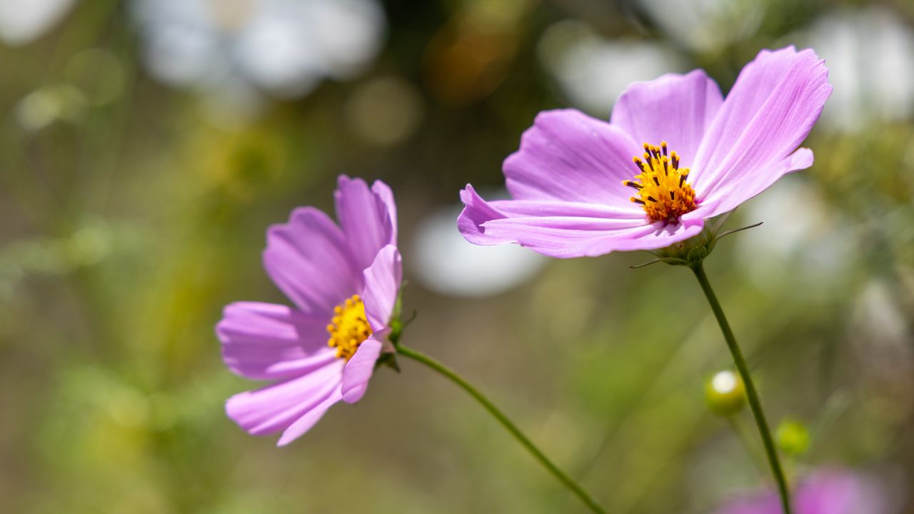 Wallpaper cosmos, flower, petals, plant, macro