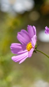 Preview wallpaper cosmos, flower, petals, plant, macro