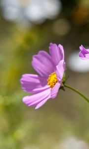 Preview wallpaper cosmos, flower, petals, plant, macro