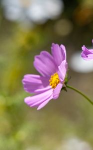 Preview wallpaper cosmos, flower, petals, plant, macro