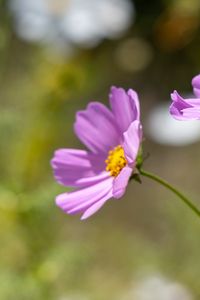 Preview wallpaper cosmos, flower, petals, plant, macro