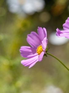 Preview wallpaper cosmos, flower, petals, plant, macro