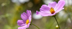 Preview wallpaper cosmos, flower, petals, plant, macro