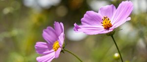Preview wallpaper cosmos, flower, petals, plant, macro