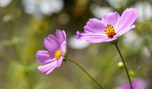 Preview wallpaper cosmos, flower, petals, plant, macro