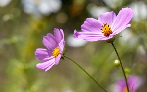 Preview wallpaper cosmos, flower, petals, plant, macro