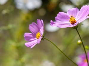 Preview wallpaper cosmos, flower, petals, plant, macro