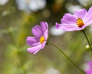 Preview wallpaper cosmos, flower, petals, plant, macro