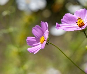 Preview wallpaper cosmos, flower, petals, plant, macro
