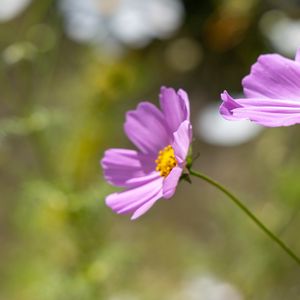Preview wallpaper cosmos, flower, petals, plant, macro