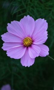 Preview wallpaper cosmos, flower, petals, blur, macro