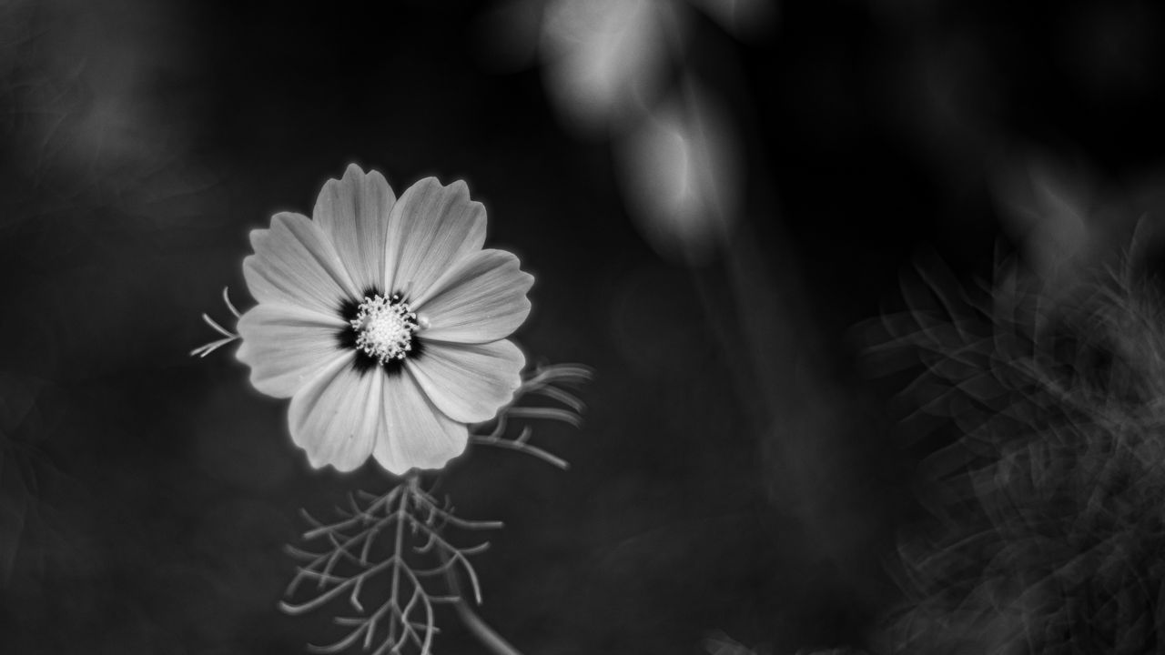 Wallpaper cosmos, flower, petals, black and white, plant