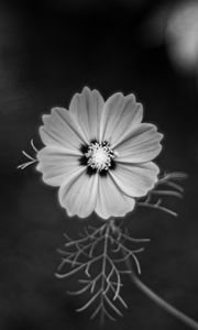 Preview wallpaper cosmos, flower, petals, black and white, plant