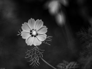 Preview wallpaper cosmos, flower, petals, black and white, plant