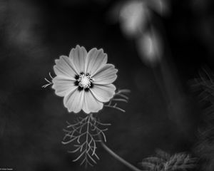 Preview wallpaper cosmos, flower, petals, black and white, plant