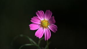 Preview wallpaper cosmos, flower, pink, petals