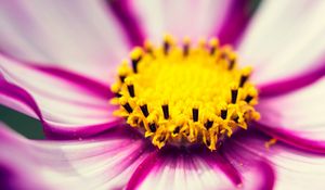 Preview wallpaper cosmos, flower, purple, blooms, closeup, pollen