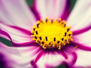 Preview wallpaper cosmos, flower, purple, blooms, closeup, pollen