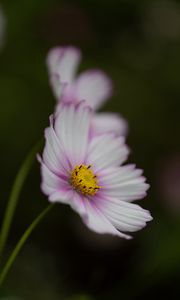 Preview wallpaper cosmos, flower, purple, macro, closeup