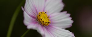 Preview wallpaper cosmos, flower, purple, macro, closeup