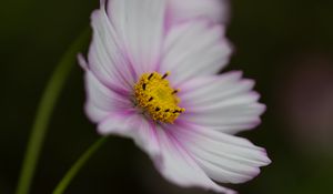 Preview wallpaper cosmos, flower, purple, macro, closeup