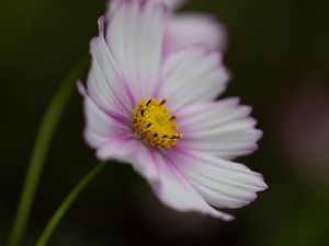 Preview wallpaper cosmos, flower, purple, macro, closeup