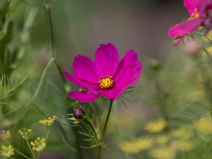 Preview wallpaper cosmos, flower, purple, macro, bloom