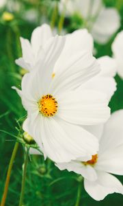 Preview wallpaper cosmos, flower, white, field, blur