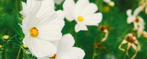 Preview wallpaper cosmos, flower, white, field, blur