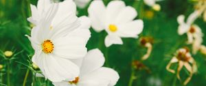 Preview wallpaper cosmos, flower, white, field, blur